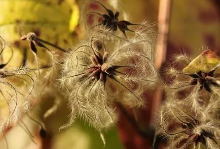 Clematis de la plantarea semințelor și îngrijirea în câmp sau la domiciliu (în aer liber) Clematis de la plantarea semințelor și îngrijirea în câmp sau la domiciliu