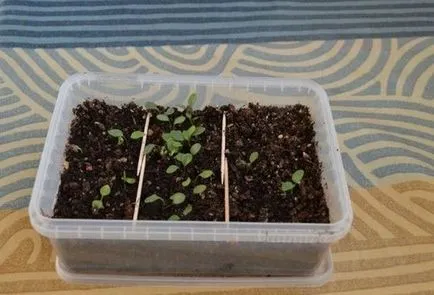 Clematis de la plantarea semințelor și îngrijirea în câmp sau la domiciliu (debarcare) Clematis de la plantarea semințelor și îngrijirea în câmp sau la domiciliu