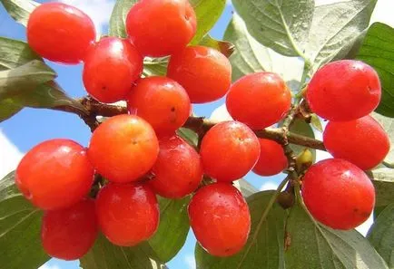plantare Dogwood și de îngrijire la domiciliu, secretele fructoase
