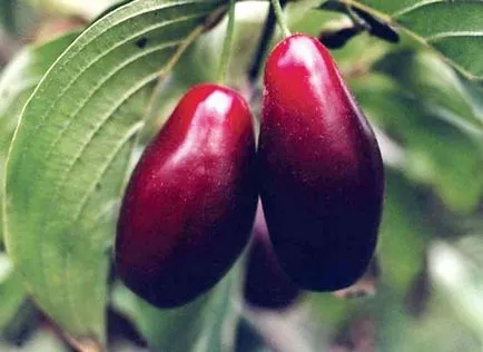 plantare Dogwood, cultivare și întreținere