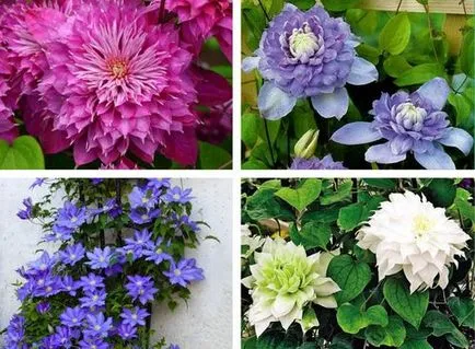 Clematis de la plantarea semințelor și îngrijirea în câmp sau la domiciliu (debarcare) Clematis de la plantarea semințelor și îngrijirea în câmp sau la domiciliu