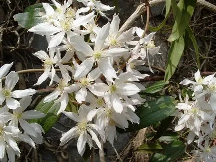 Clematis procesul de cultivare a semințelor și nuanțe specifice