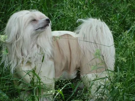 Chineză Crested - câine decorativ