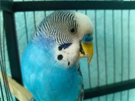 Ciocul budgerigar cașerat, creșteri sau lung (înfoliate) perus Ciocul înfoliate, creșteri sau lung