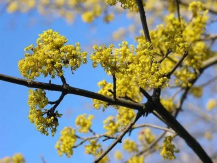 plantare Dogwood, cultivare și întreținere