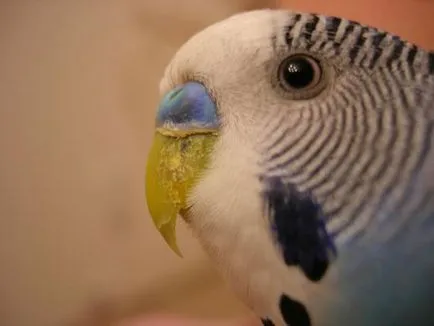 Ciocul perus, creșteri sau de foioase lungi (gheare și cioc) perus Ciocul înfoliate, creșteri sau lung