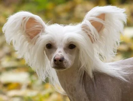 Chineză Crested - câine decorativ