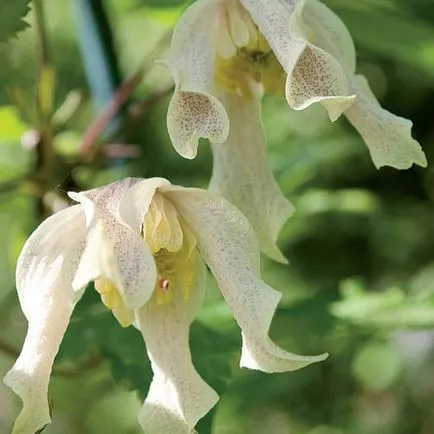 Clematis din semințe, de plantare și îngrijire