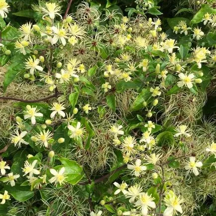 Clematis din semințe, de plantare și îngrijire