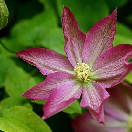Clematis din semințe, de plantare și îngrijire