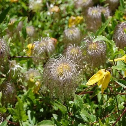 Clematis din semințe, de plantare și îngrijire