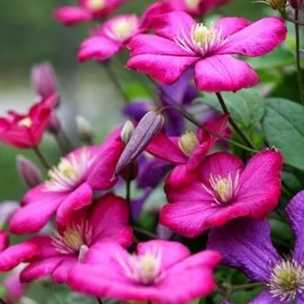 Clematis din semințe, de plantare și îngrijire