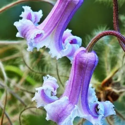 Clematis din semințe, de plantare și îngrijire