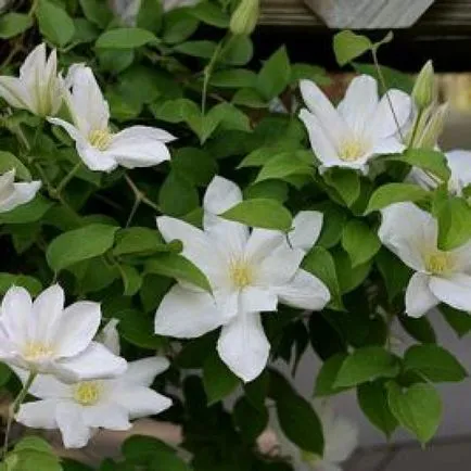 Clematis din semințe, de plantare și îngrijire