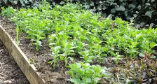 Când transplantat iris cum să aibă grijă de irisi după înflorire, casă frumoasă și grădină