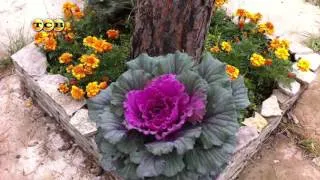 Atunci când pentru a planta varza decorativa