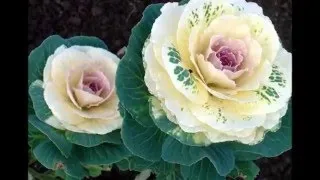 Atunci când pentru a planta varza decorativa