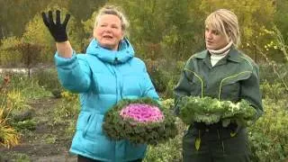 Atunci când pentru a planta varza decorativa