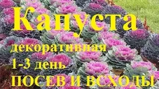 Atunci când pentru a planta varza decorativa