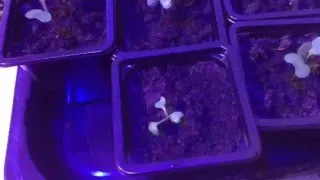 Atunci când pentru a planta varza decorativa