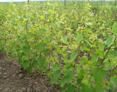 Când și cum să planteze caise în diferite climate