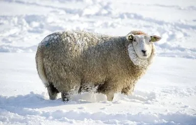 Cine, ce animal atunci când există un câine nou pentru 2018 și 2019, 2020, 2021 EST