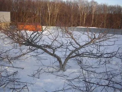 Când și cum să planteze caise în diferite climate