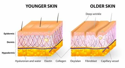 Colagenul în produsele cosmetice adevăr și ficțiune 3 editoriale despre produs (esoestetic) Colagenul în produsele cosmetice adevăr și ficțiune produs 3 de la editori