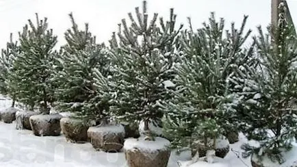 Când și cum să planteze un copac mare pom de Crăciun la cabana lor de vară (Anul Nou) Când și cum să planteze un copac mare pom de Crăciun la cabana lor de vară