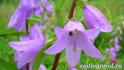 Bluebells flori