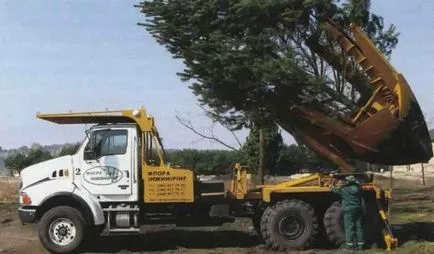 Când și cum să planteze un copac mare pom de Crăciun la cabana lor de vară (Anul Nou) Când și cum să planteze un copac mare pom de Crăciun la cabana lor de vară