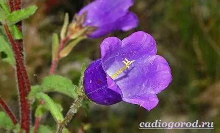 Bluebells flori