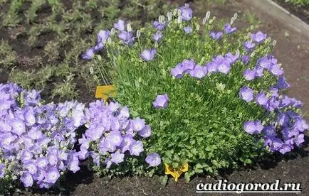 Bluebells flori