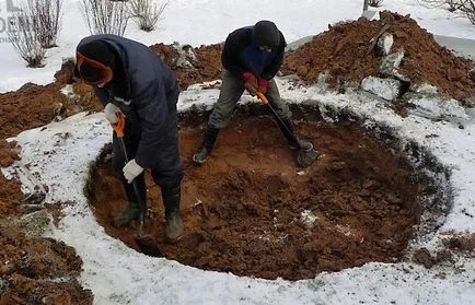 Când și cum să planteze un copac mare pom de Crăciun pe un site țară (plante) Când și cum să planteze un copac mare pom de Crăciun la cabana lor de vară