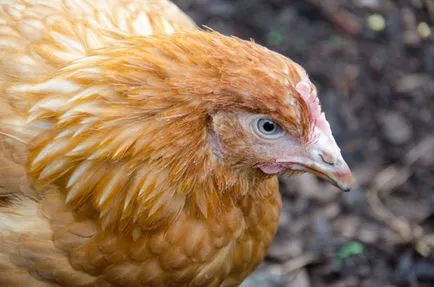 Când oamenii încep să se grăbească pui puicuțe la ce varsta