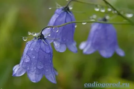 Bluebells flori