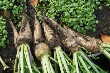 Când să planteze cel mai bun Daikon consultanță de specialitate (plante) Atunci când se plantează cel mai bun daikon consultanță de specialitate