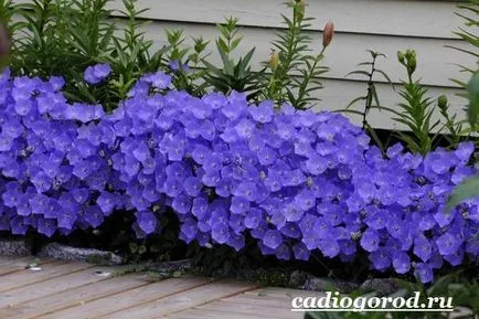 Bluebells flori