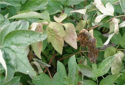 Atunci când pentru a planta bujori - primavara sau toamna sfaturi florar
