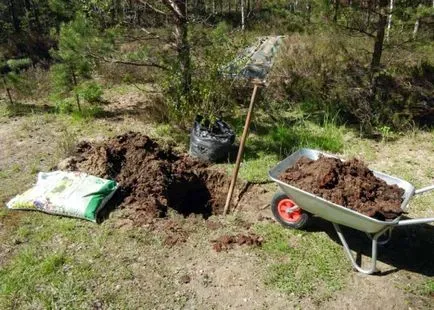 Când este mai bine pentru a planta un măr în toamna sau primăvara, și cum se face dreapta (bine) Când este mai bine pentru a planta un măr în toamna sau primăvara, și cum se face corect