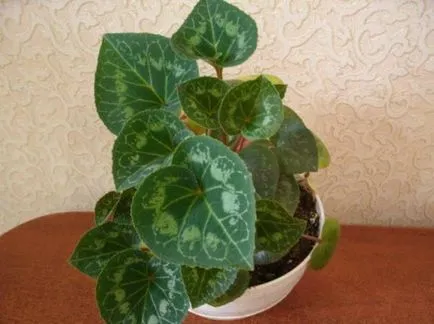ghivece cu plante crescute din semințe