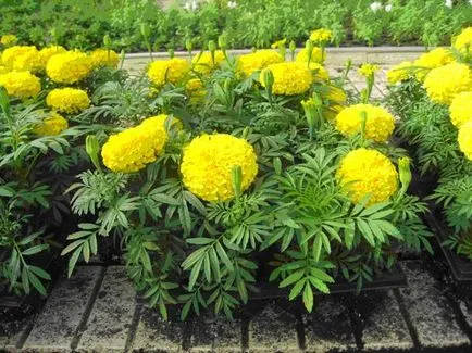 Când să planteze răsaduri de gălbenele în 2017 (debutul germenilor) Când să planteze răsaduri de gălbenele în 2017