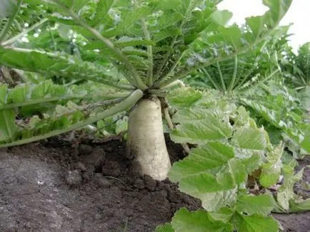 Când să planteze cel mai bun Daikon consultanță de specialitate (plante) Atunci când se plantează cel mai bun daikon consultanță de specialitate