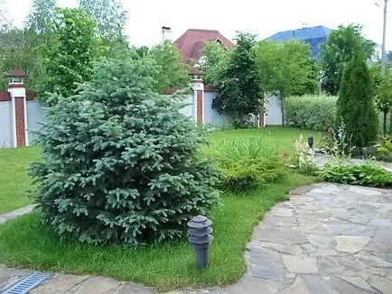 Când și cum să planteze un copac mare pom de Crăciun la cabana lor de vară (bradul de Crăciun) Când și cum să planteze un copac mare pom de Crăciun la cabana lor de vară