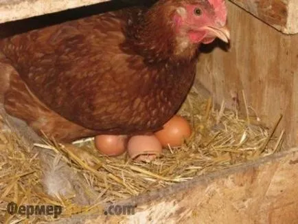 Când oamenii încep să se grăbească pui găini ouătoare (start) Când oamenii încep să se grăbească pui găinile ouătoare