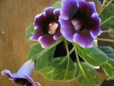 ghivece cu plante crescute din semințe