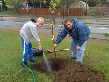 Când este mai bine pentru a planta un măr în toamna sau primăvara, și cum se face dreapta (plante) Când este mai bine pentru a planta un măr în toamna sau primăvara, și cum se face corect