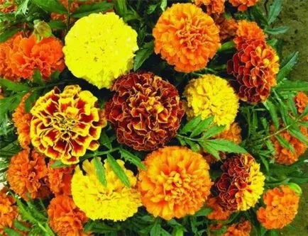 Când să planteze răsaduri de gălbenele în 2017 (debutul germenilor) Când să planteze răsaduri de gălbenele în 2017
