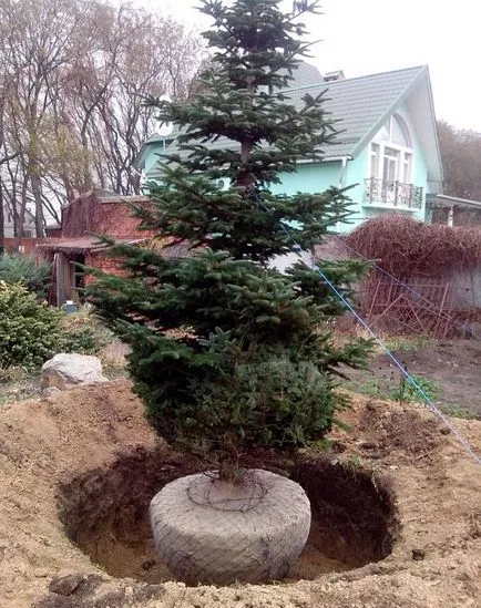 Când și cum să planteze un copac mare pom de Crăciun la cabana lor de vară (bradul de Crăciun) Când și cum să planteze un copac mare pom de Crăciun la cabana lor de vară
