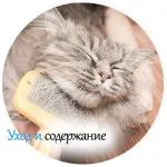Cat-pisica „- cel mai bun site despre pisici (pisici sălbatice) Cat-pisica „- cel mai bun site despre pisici